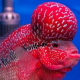 CLOSEDFlowerhorn